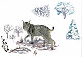 Iberian Lynx