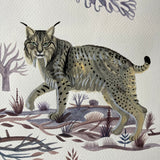 Iberian Lynx